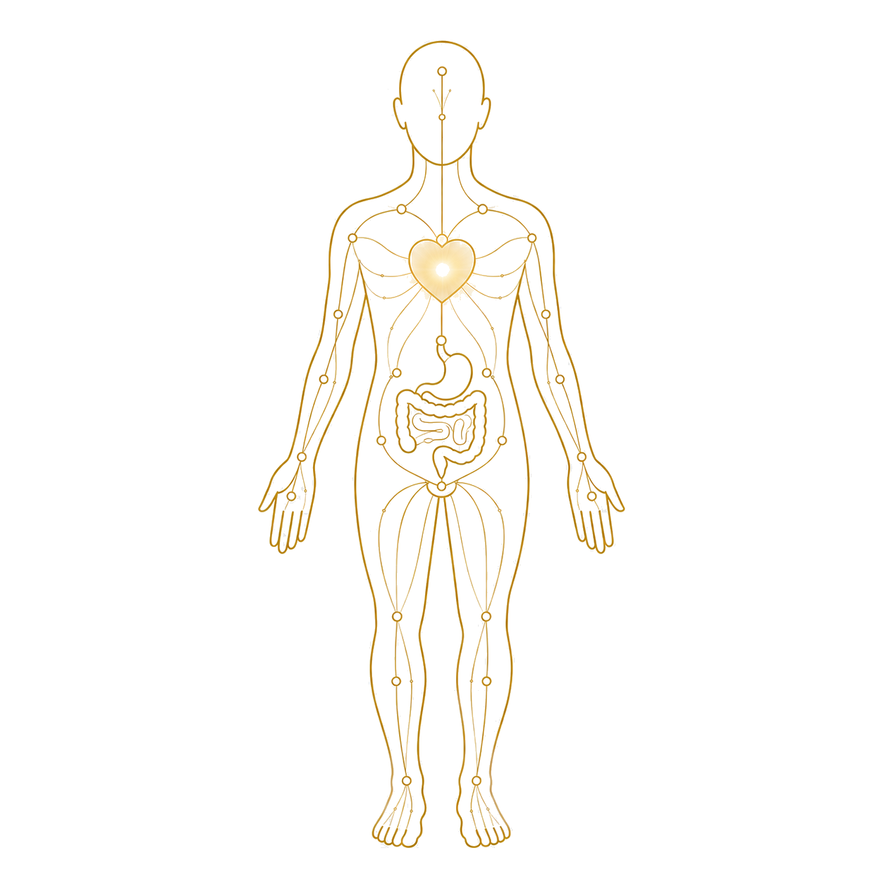 Gold line-art of the human body with connected pathways, glowing heart at center